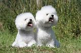 BICHON FRISE 417